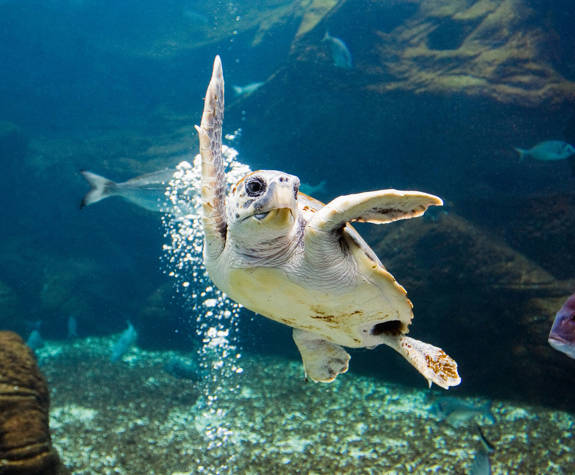 Aquarium Decan